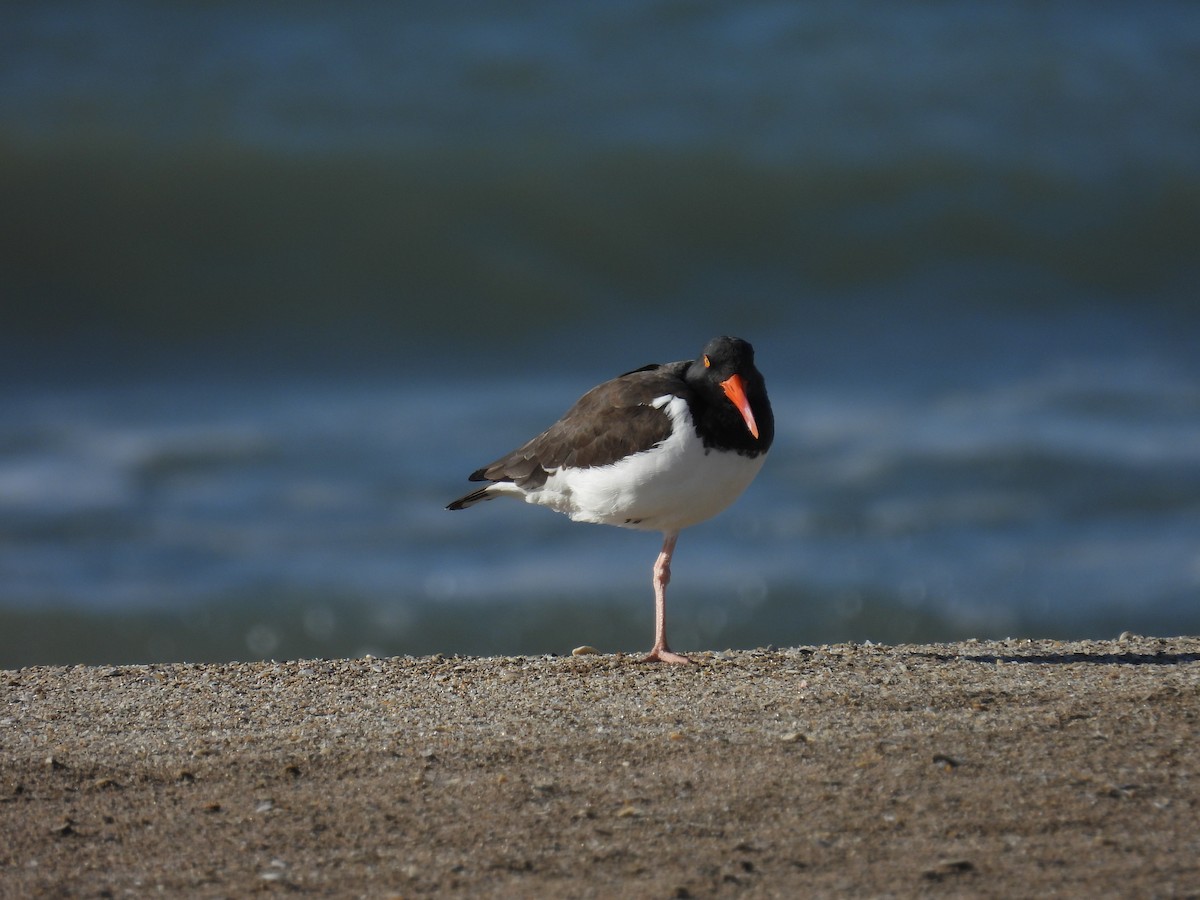 American Oystercatcher - ML618040070