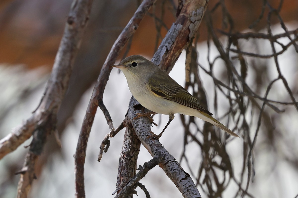 Western Bonelli's Warbler - ML618040116