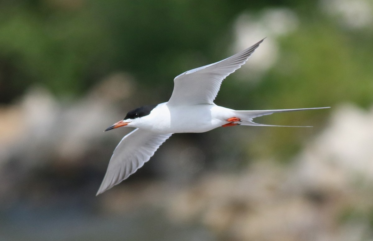 Forster's Tern - ML618040128