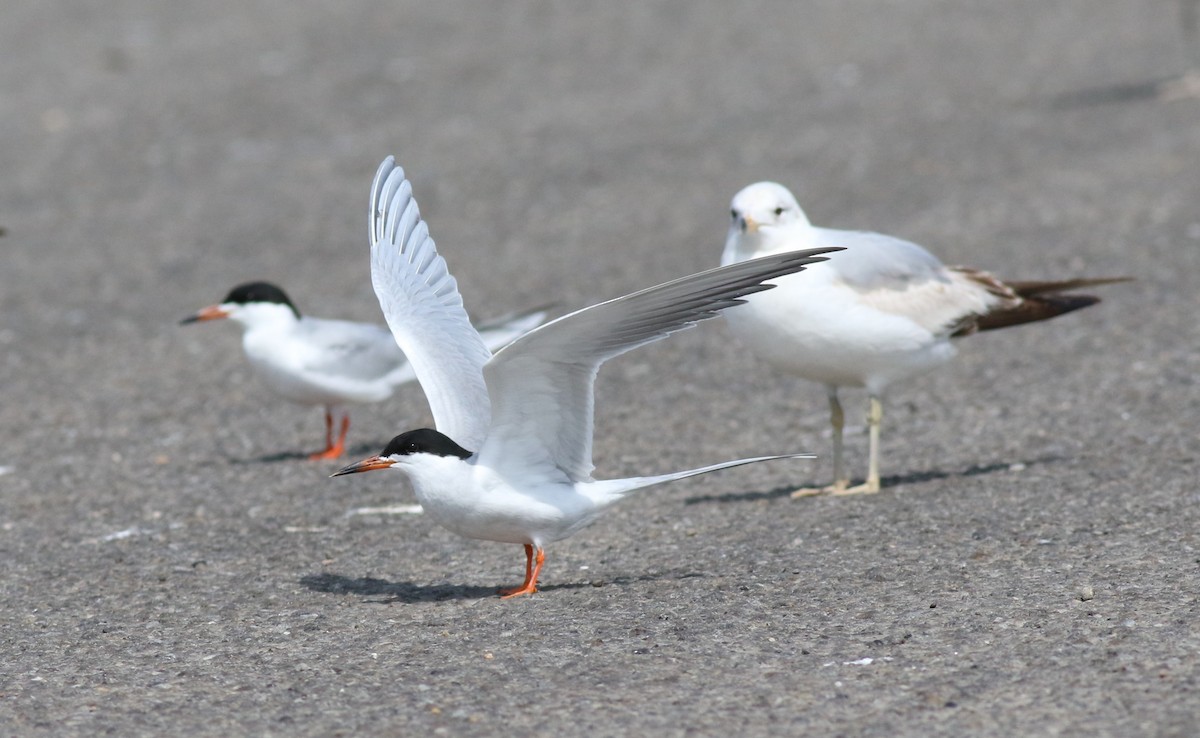 Forster's Tern - ML618040131