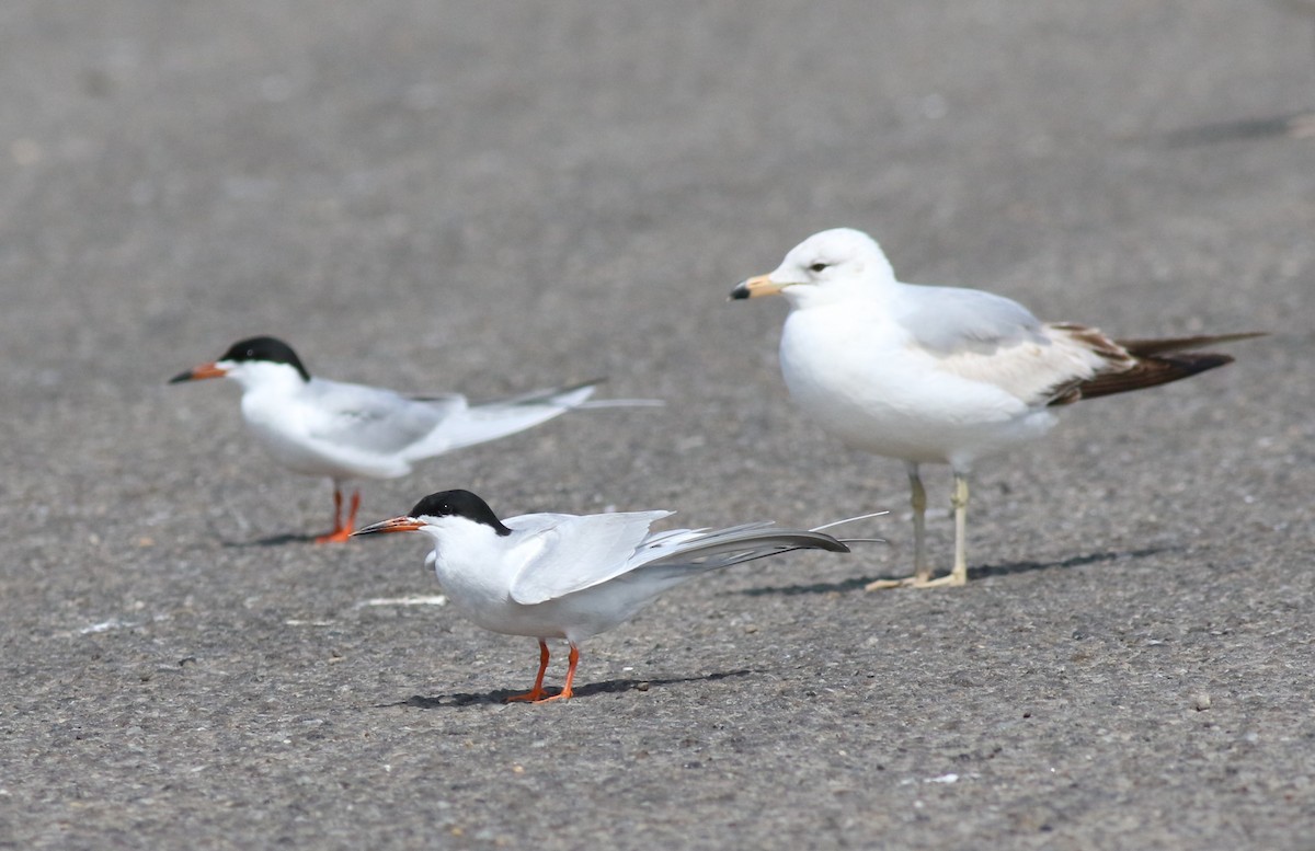 Forster's Tern - ML618040132