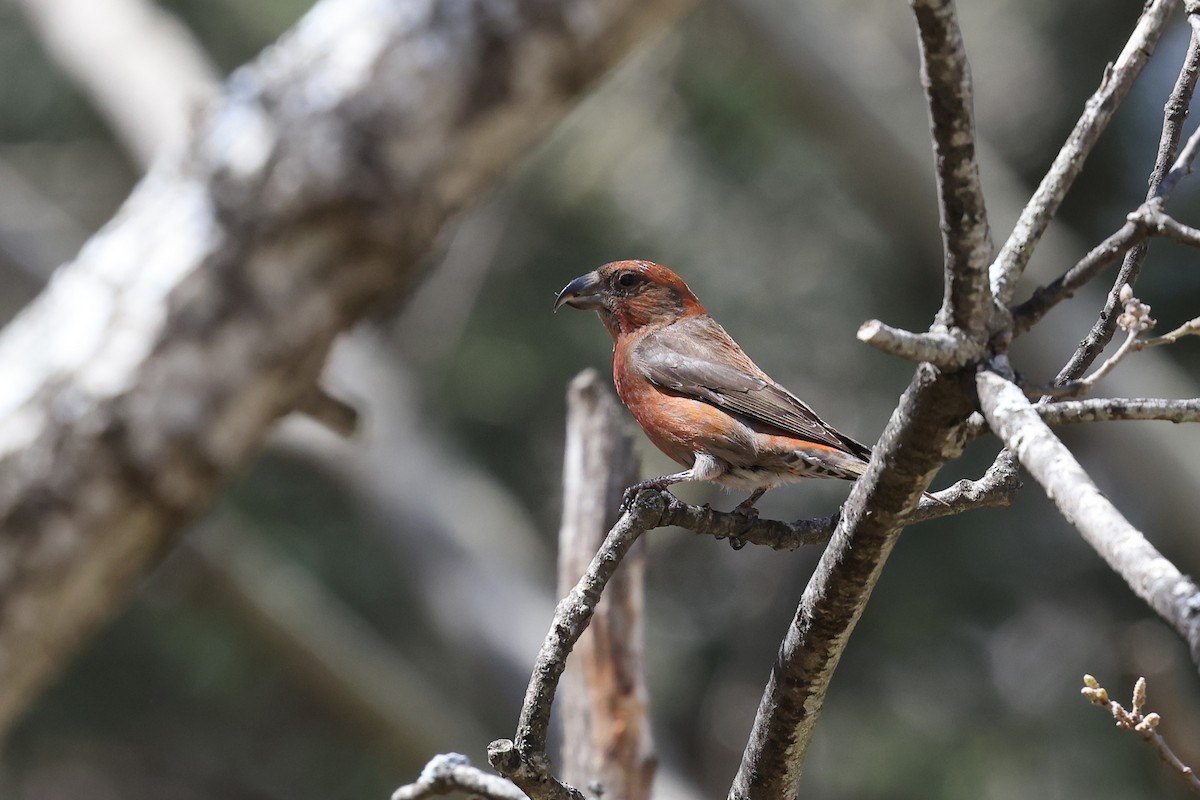 Red Crossbill - ML618040163