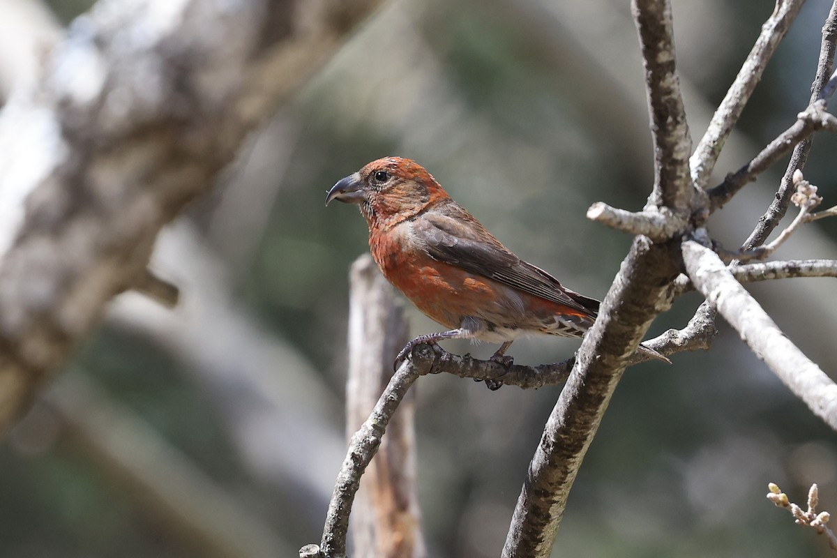 Red Crossbill - ML618040175