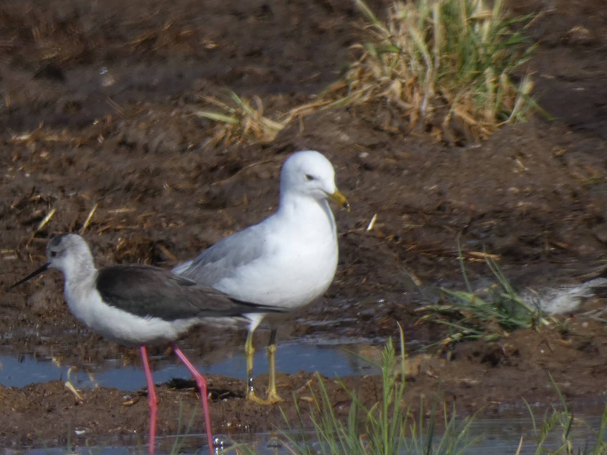 Common Gull - ML618040179