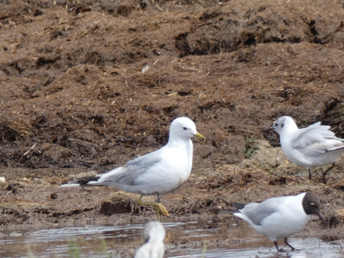 Common Gull - ML618040180