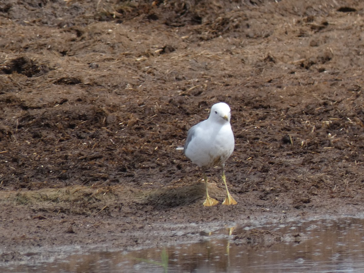 Common Gull - Juan jose gonzalez