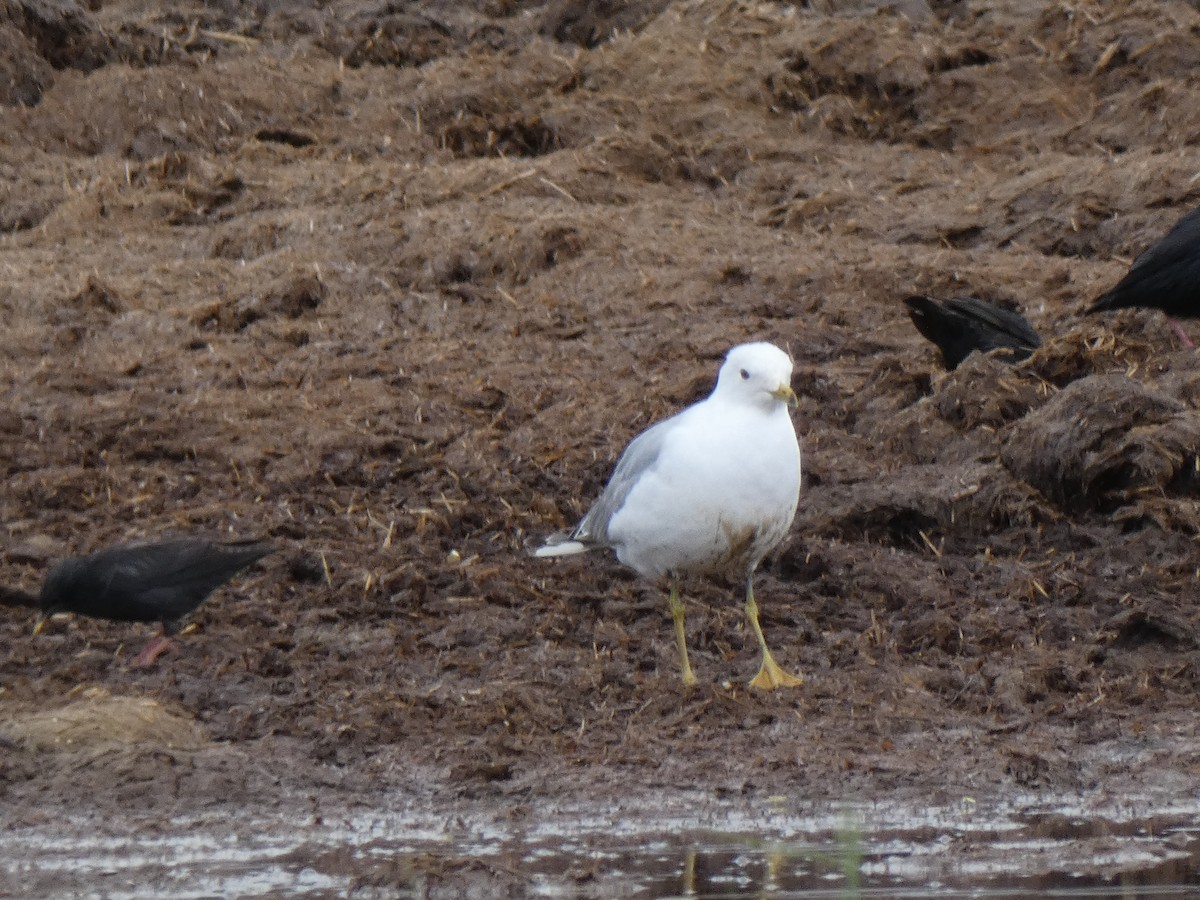 Common Gull - ML618040183