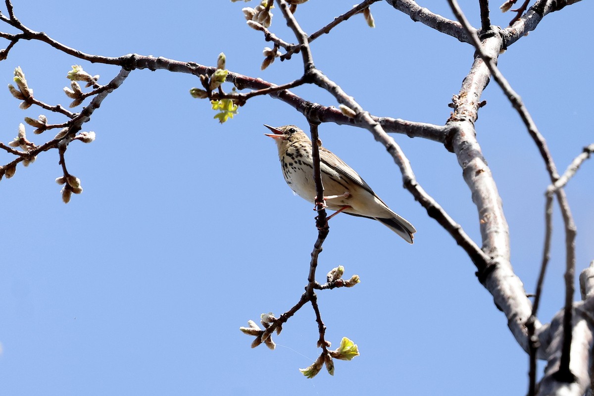 Tree Pipit - ML618040186