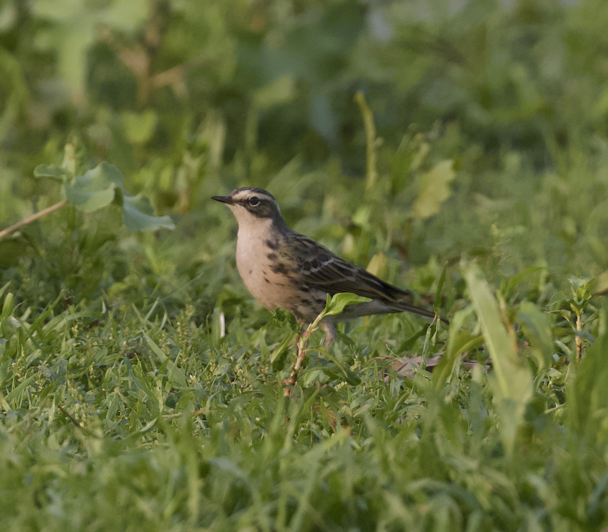 Rosy Pipit - Joseph Tobias