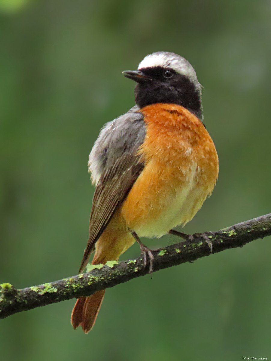 Common Redstart - Dinis Nascimento