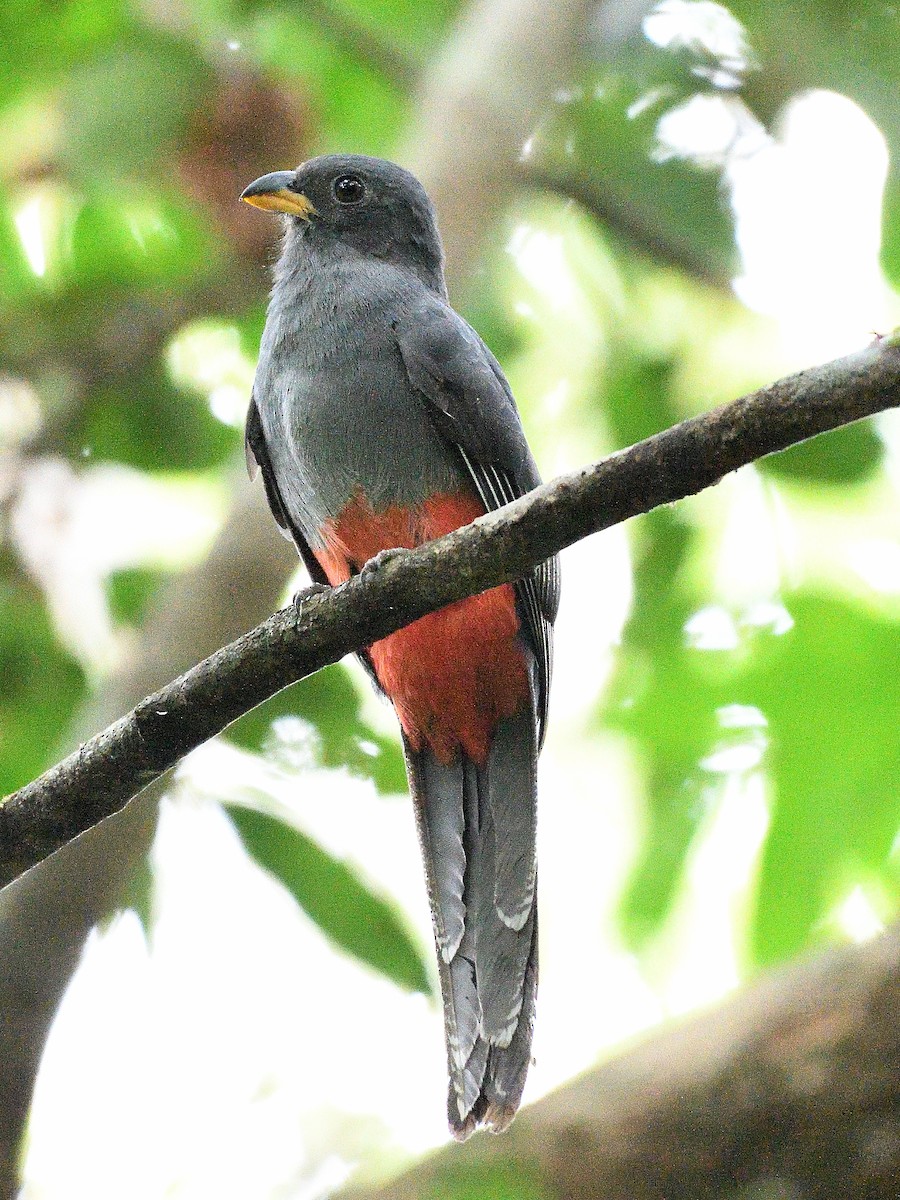 Slaty-tailed Trogon - Qinglin Ma