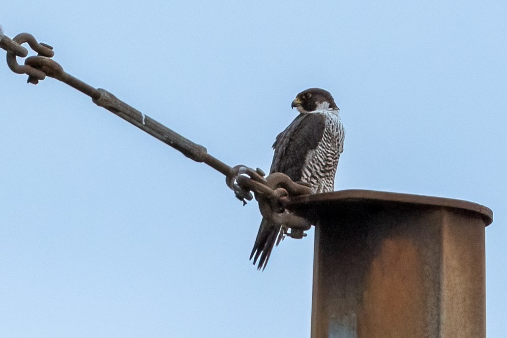 Peregrine Falcon - ML618040380