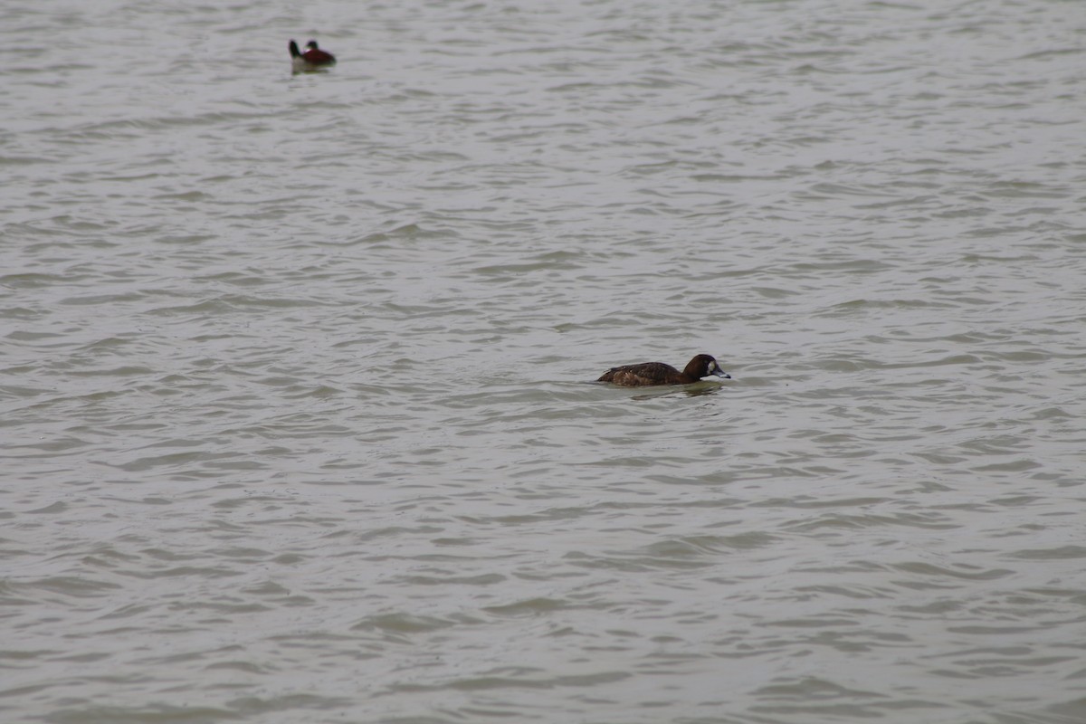 Greater Scaup - ML618040399