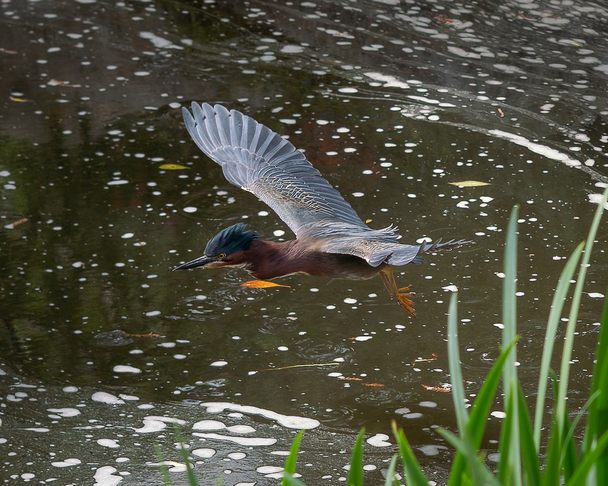 Green Heron - ML618040428