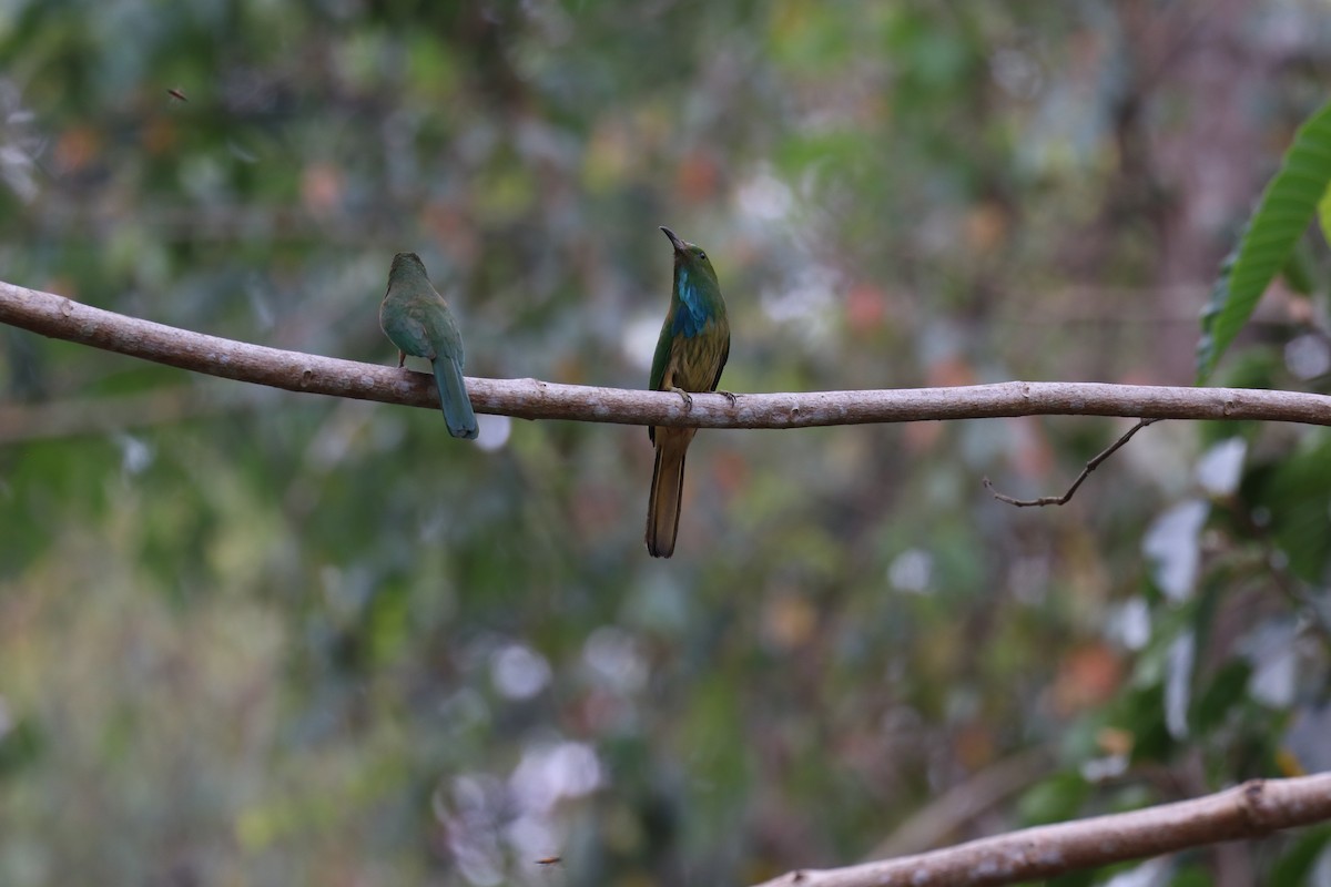 Blue-bearded Bee-eater - ML618040434