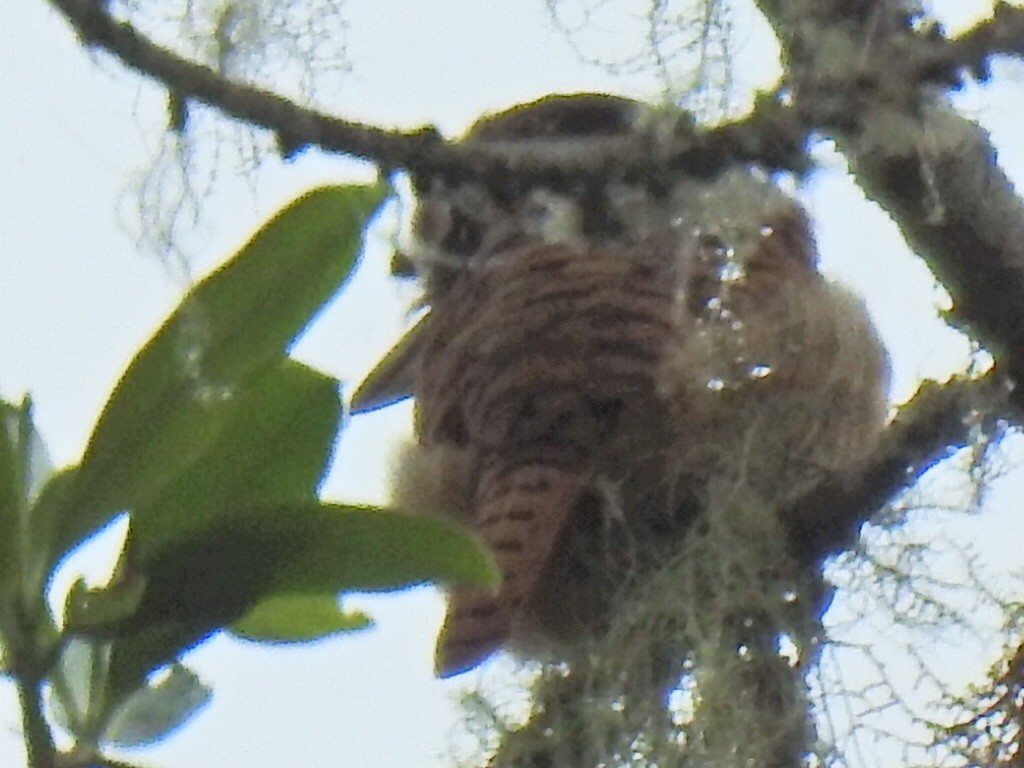 Barred Puffbird - ML618040492