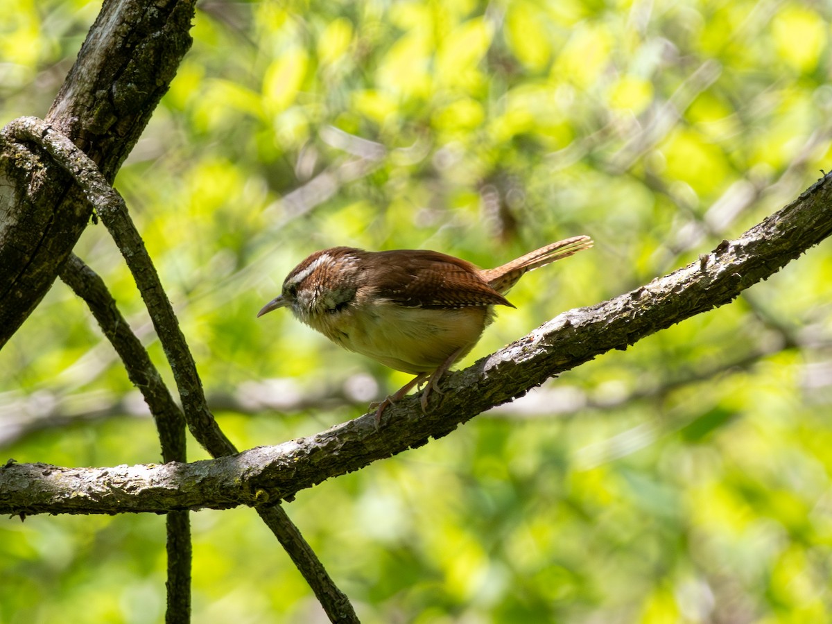 Carolina Wren - Thomas Wells