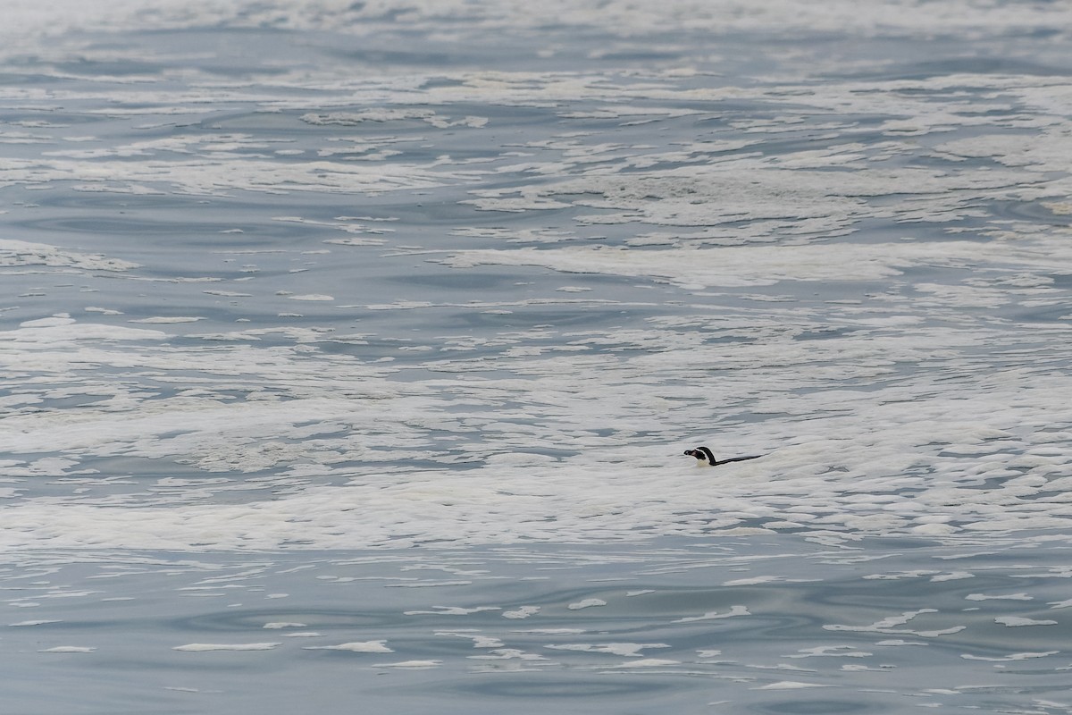 tučňák Humboldtův - ML618040541
