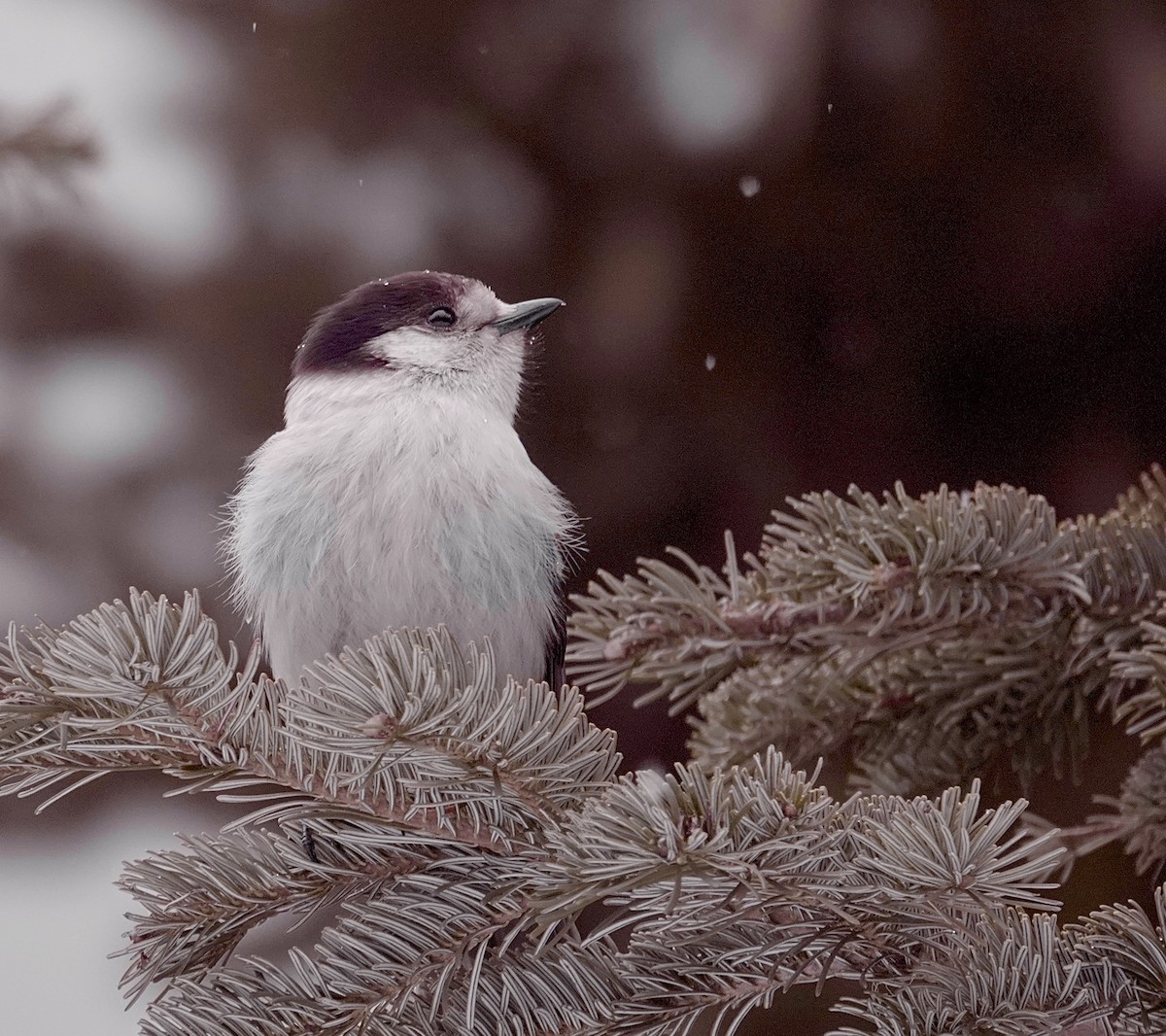 Canada Jay - maxine reid