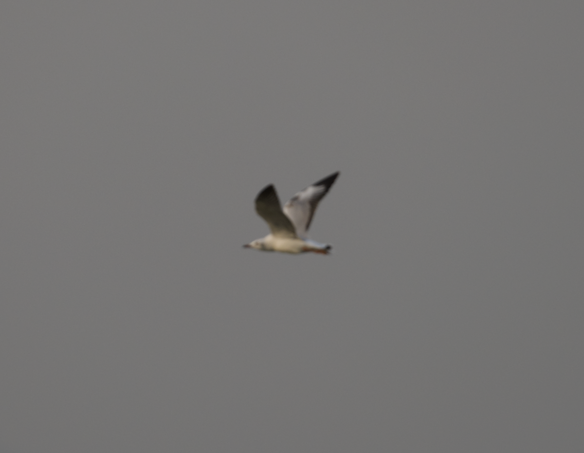 Brown-headed Gull - ML618040551