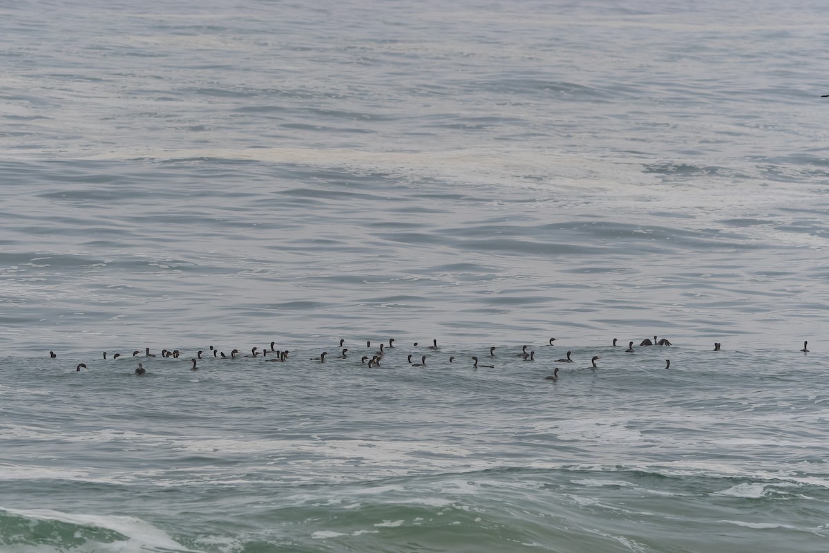 Red-legged Cormorant - ML618040557