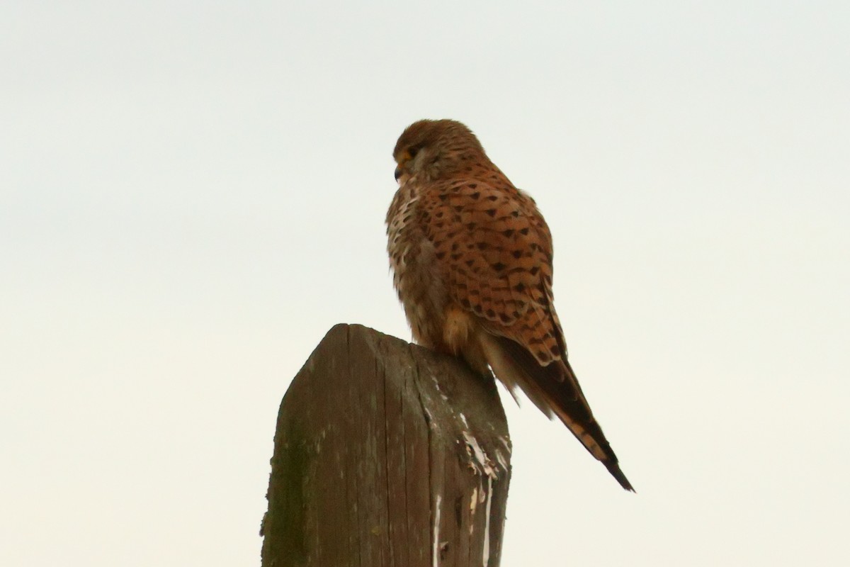 Eurasian Kestrel - Alexandre Hespanhol Leitão