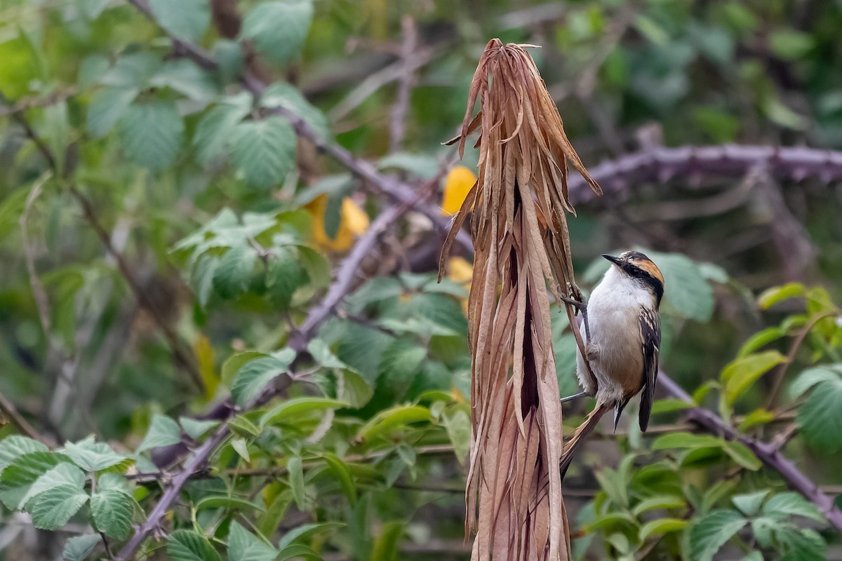 Thorn-tailed Rayadito - ML618040618