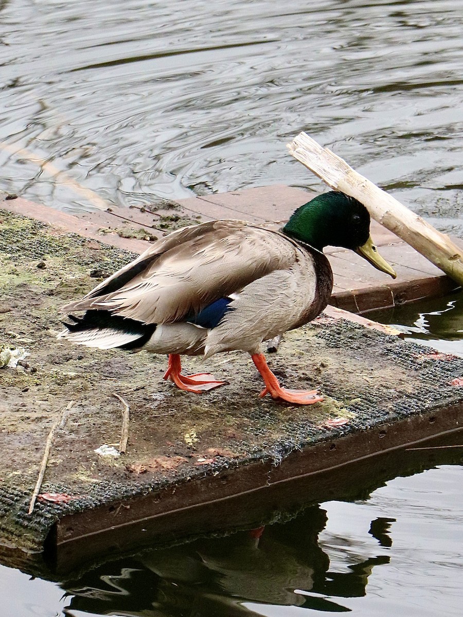 Mallard - ML618040620