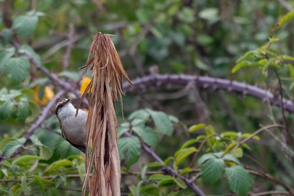 Thorn-tailed Rayadito - Jorge Ugalde