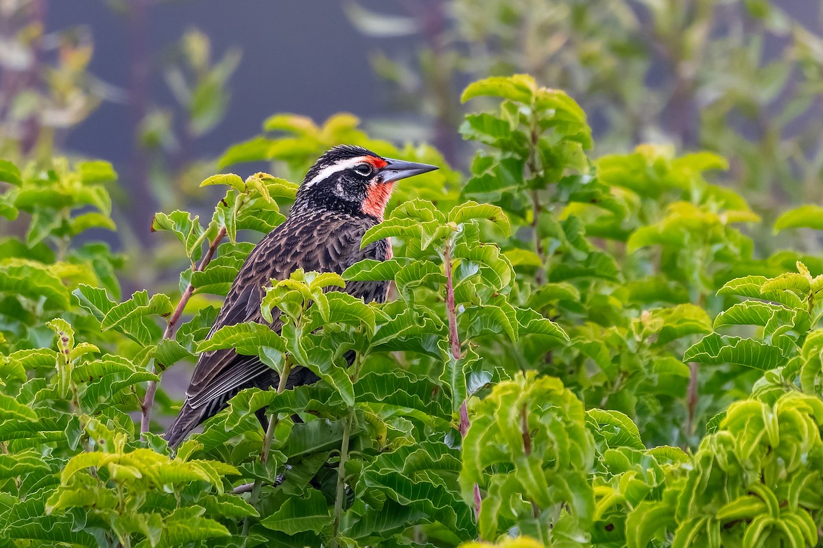 Long-tailed Meadowlark - Jorge Ugalde