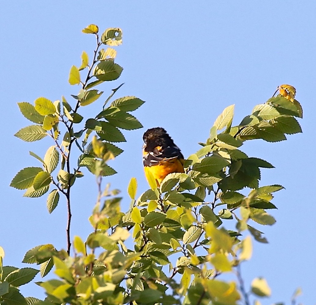 Baltimore Oriole - ML618040649