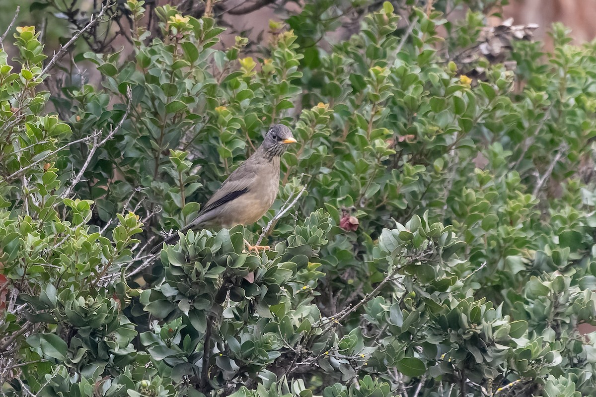 Austral Thrush - Jorge Ugalde