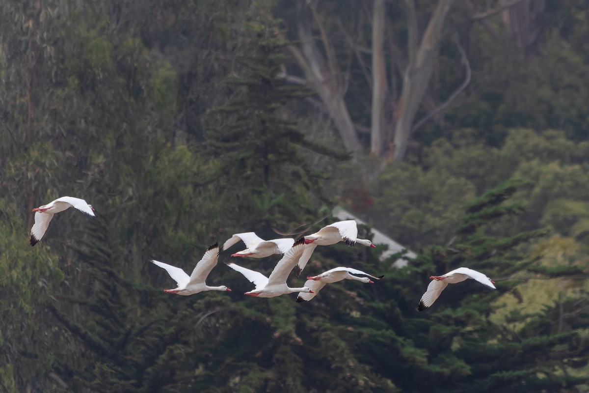 Coscoroba Swan - Jorge Ugalde