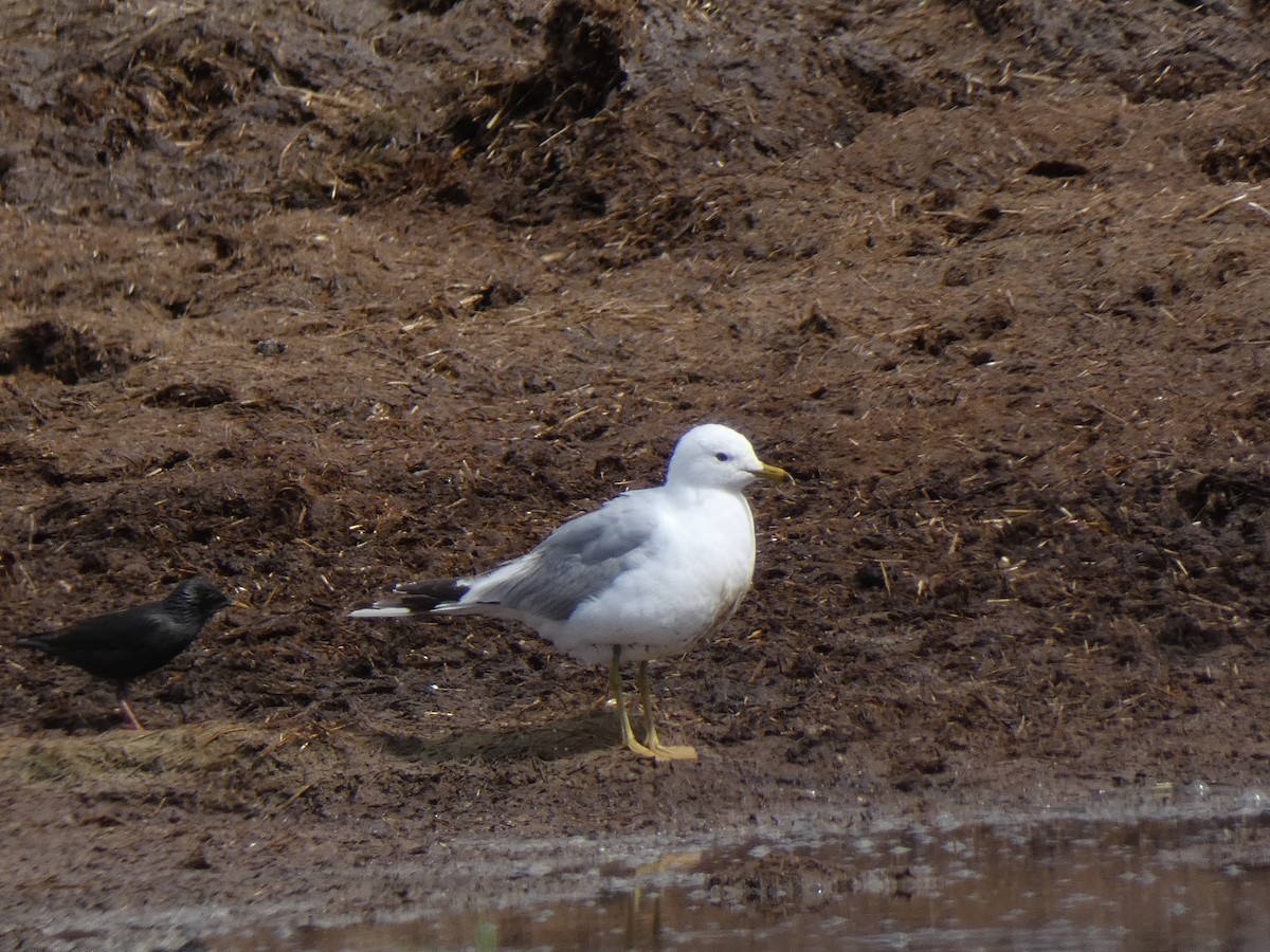 Common Gull - Juan jose gonzalez