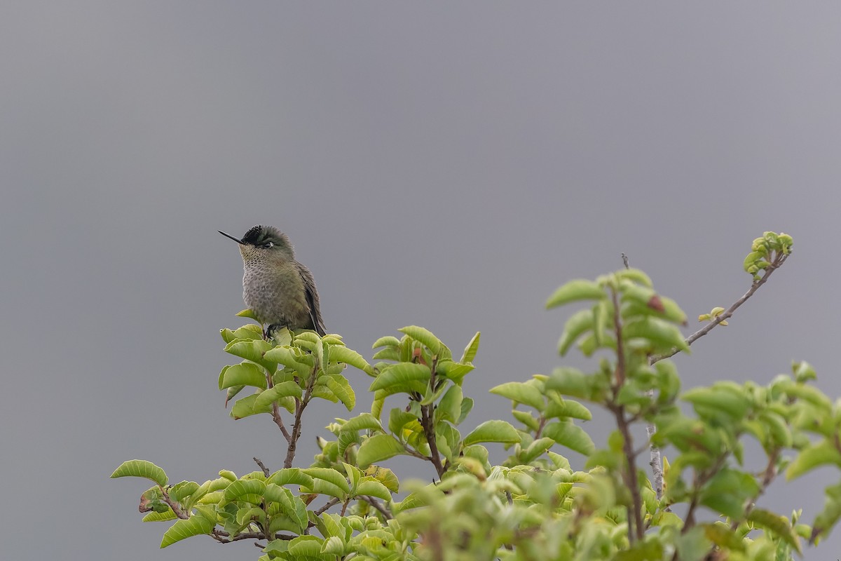 Green-backed Firecrown - ML618040678