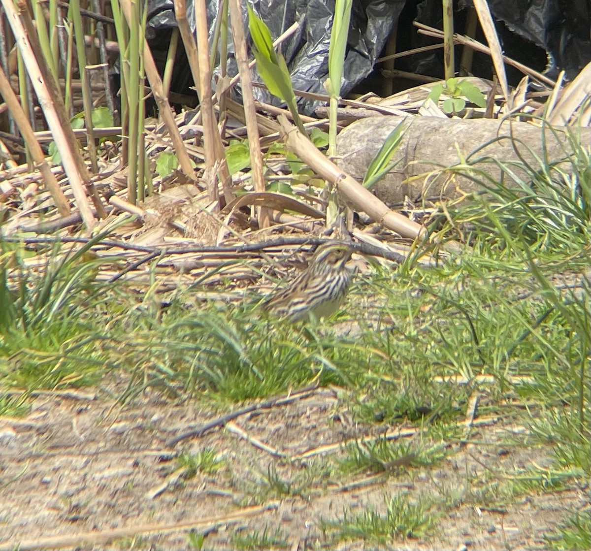 Savannah Sparrow - ML618040684