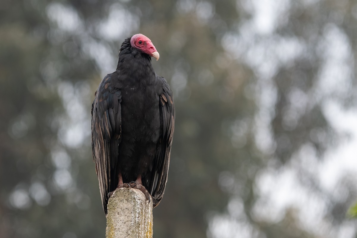 Urubu à tête rouge (jota) - ML618040686