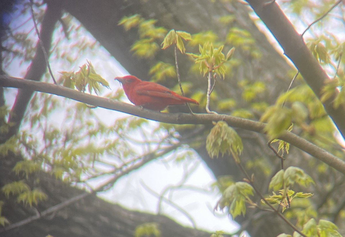 Summer Tanager - Carson W