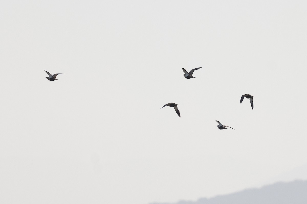 Black-bellied Sandgrouse - ML618040712