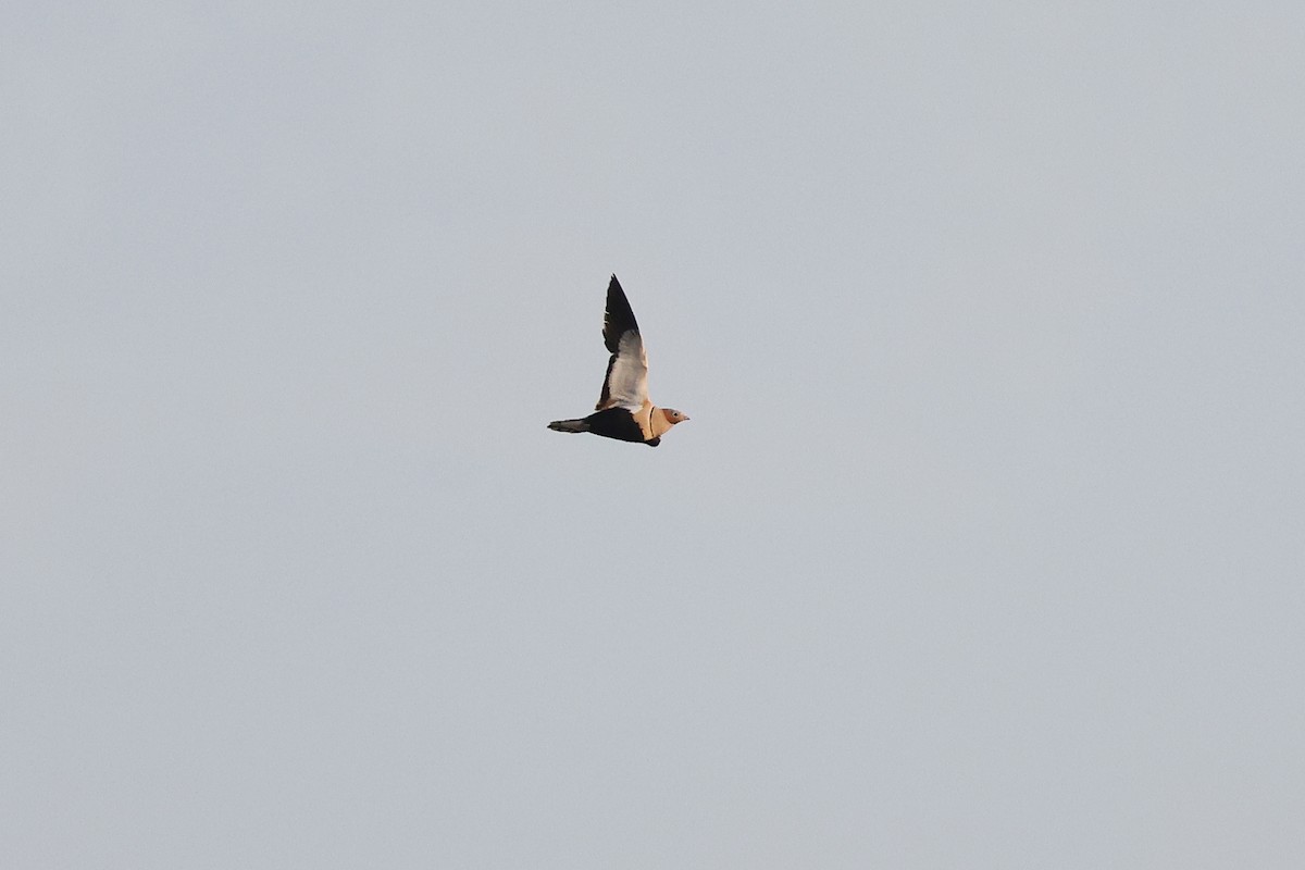 Black-bellied Sandgrouse - ML618040717