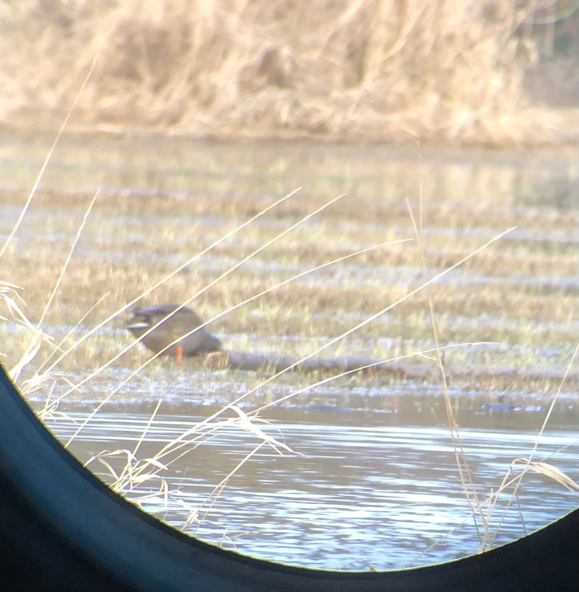 Mallard x American Black Duck (hybrid) - Claudie Beaudoin