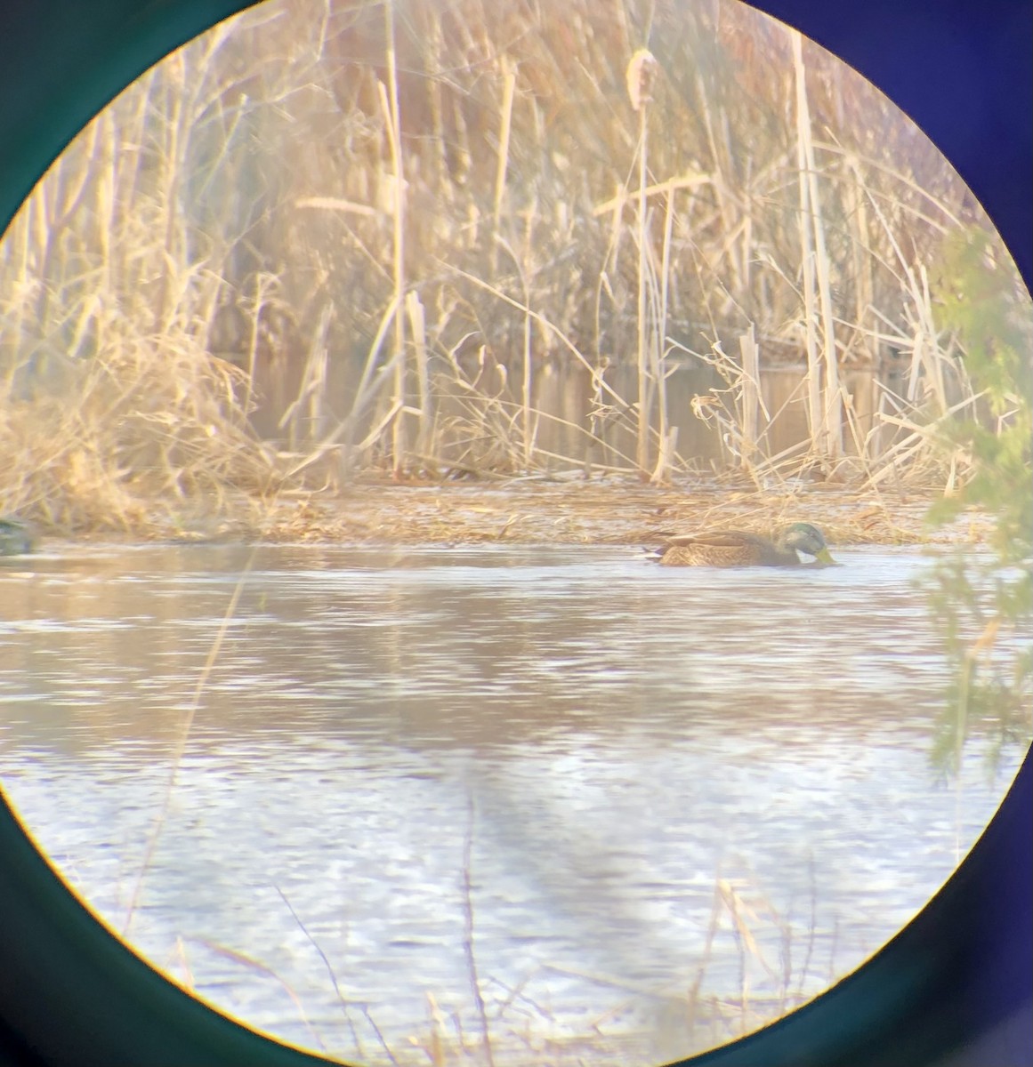 Mallard x American Black Duck (hybrid) - Claudie Beaudoin