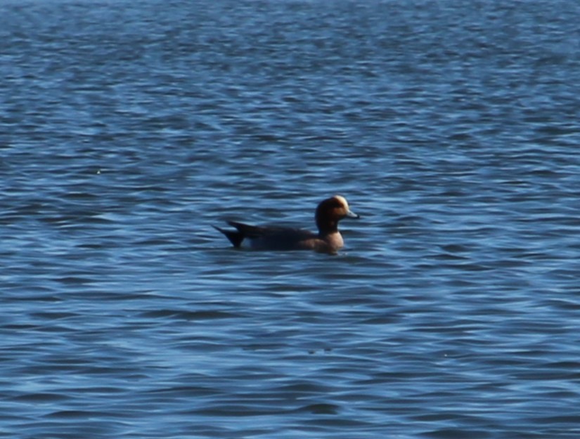 Eurasian Wigeon - ML618040723