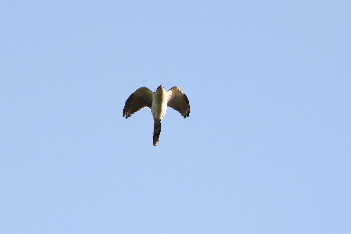 Great Spotted Cuckoo - ML618040725