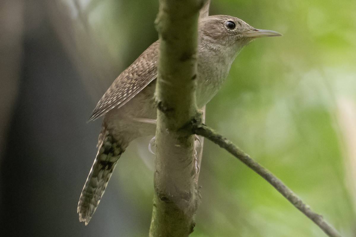 House Wren - ML618040737