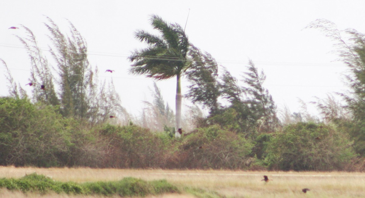 Fulvous Whistling-Duck - Serguei Alexander López Perez