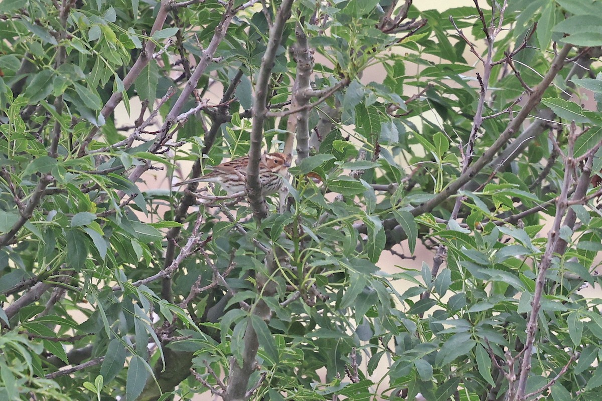 Little Bunting - ML618040772