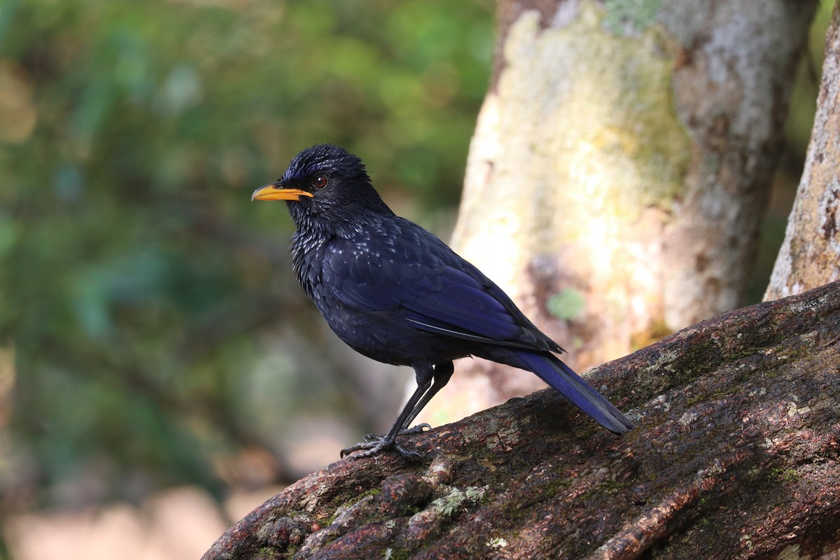 Blue Whistling-Thrush - ML618040773