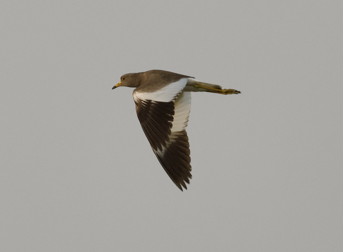 Gray-headed Lapwing - ML618040797