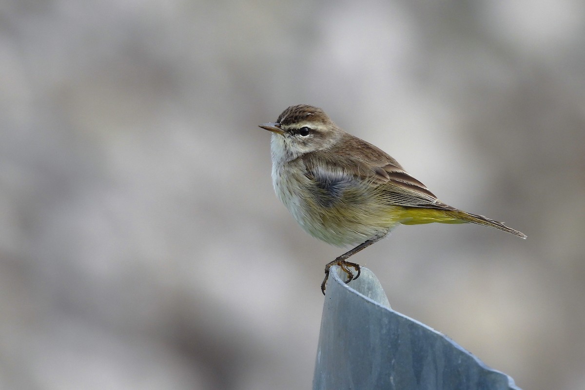 Palm Warbler - ML618040809